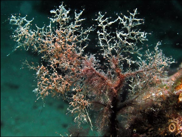 Eudendrium rameum